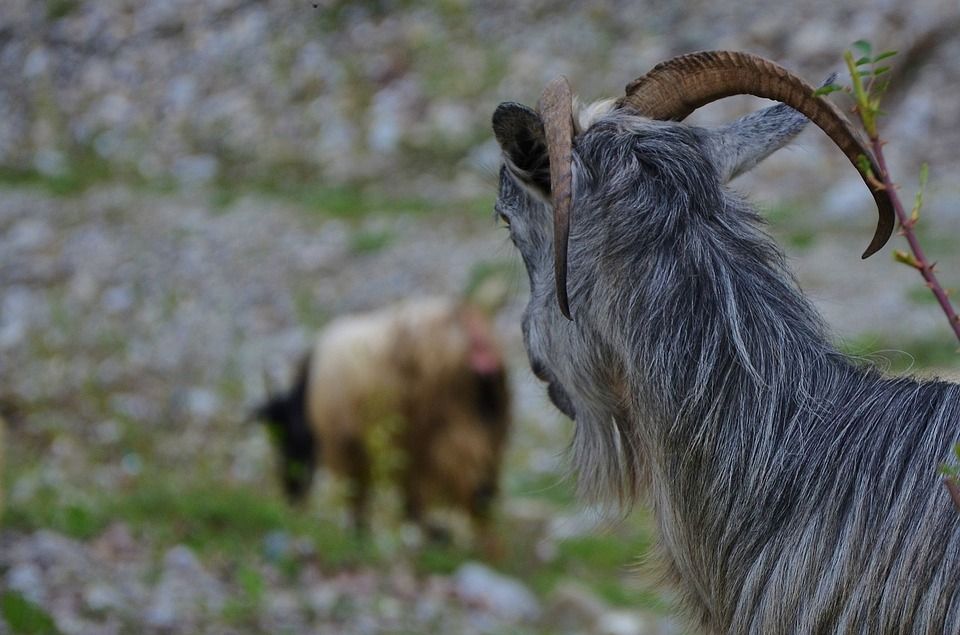 Sezona jaraca